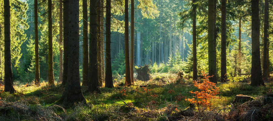 Forêt panoramique ensoleillée en automne